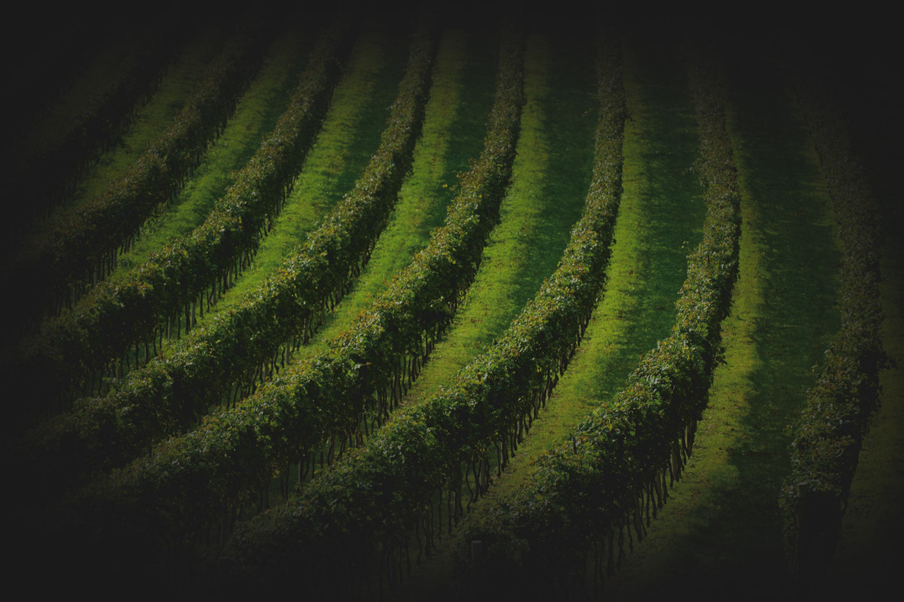 Vines